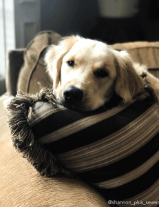 love dogs throw pillow