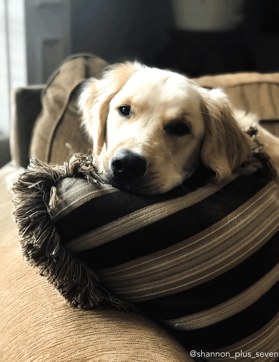 love dogs throw pillow 