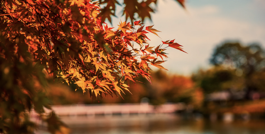 autumn leaves beauty in fall