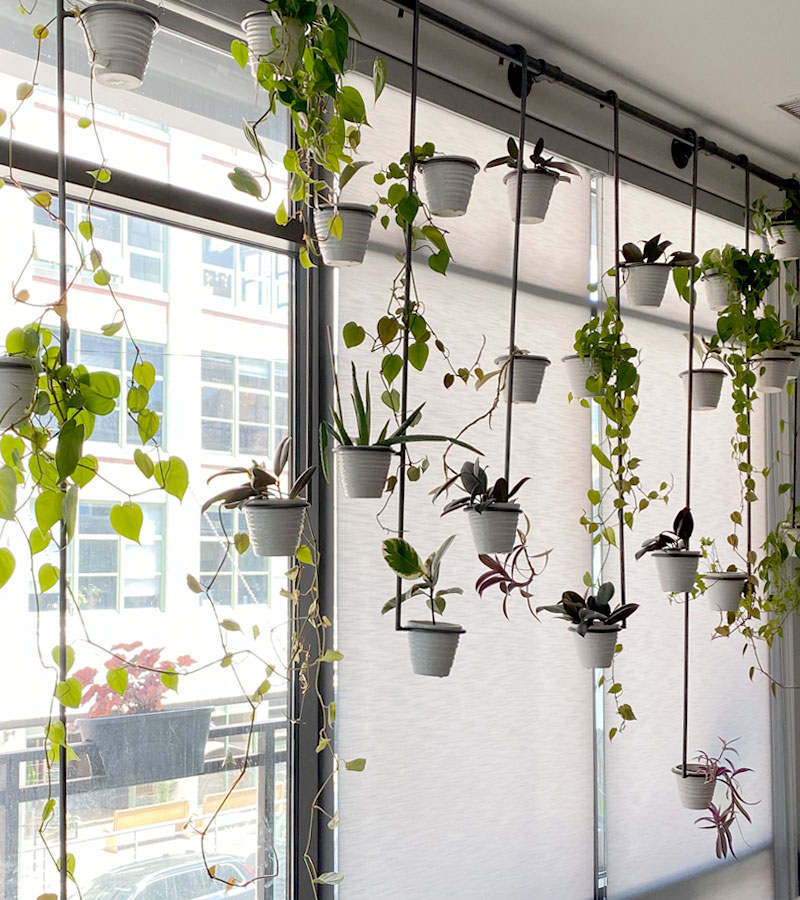 plants hanging from curtain rod with windows covered with screen roller shades in Chicago IL
