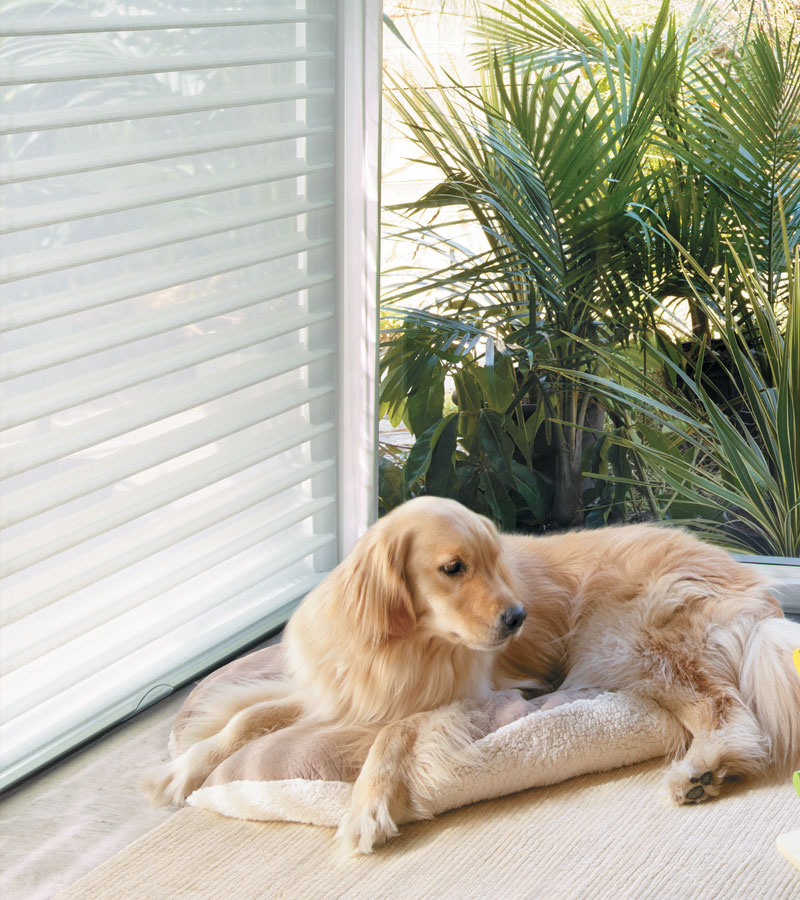 pet safe sheer shades with dog next to window Portland OR