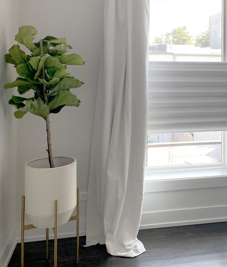 solera roman shades with white drapery and fig tree in Chicago 60657