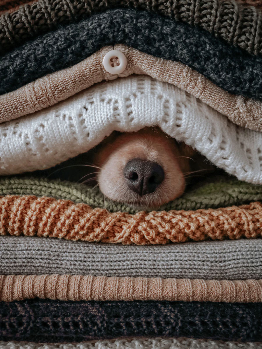 dog hiding under blankets