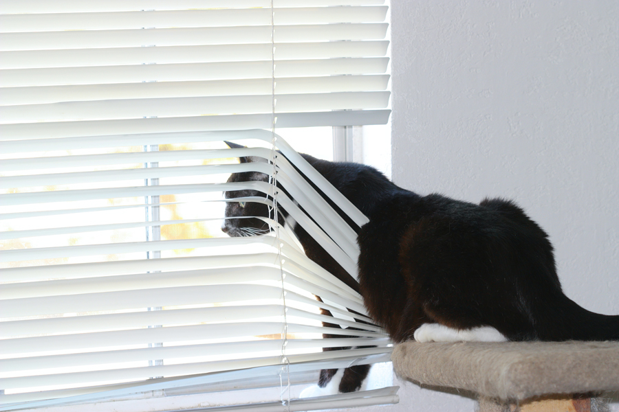 cat climbing behind broken blinds