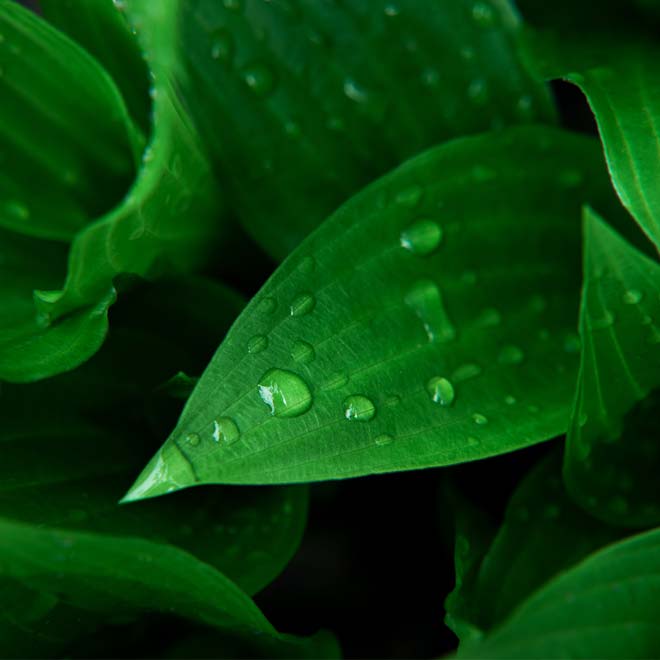 skyline-window-coverings-hunter-douglas-sustainability-green-leaves sustainability initiatives green leaves