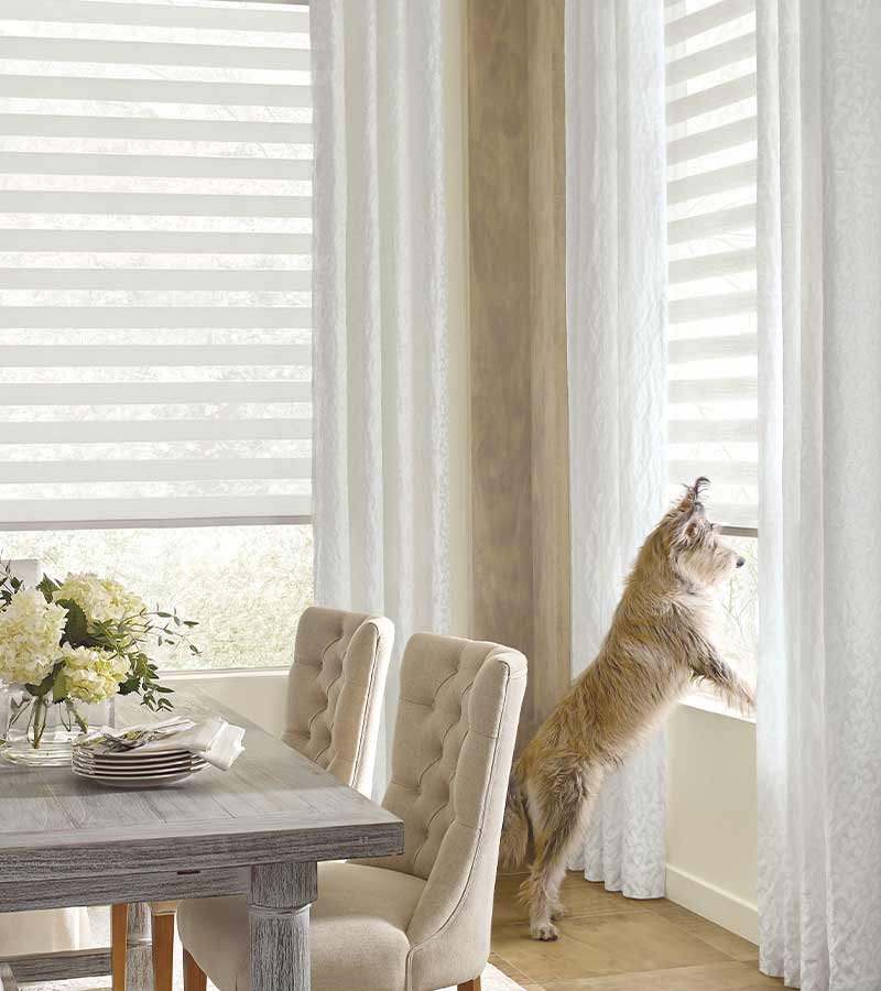 White dog perched on window sill with half-up window shades in simple dining room