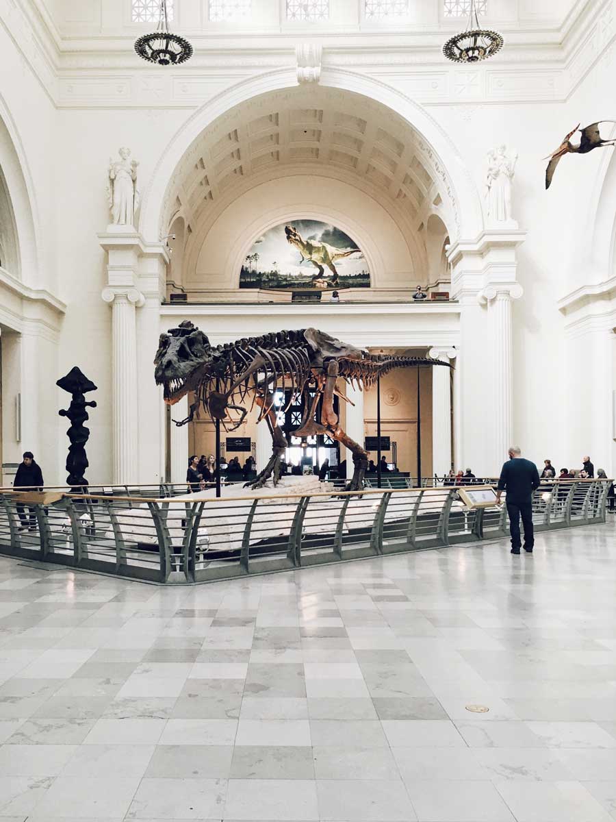 dinosaur display in field museum