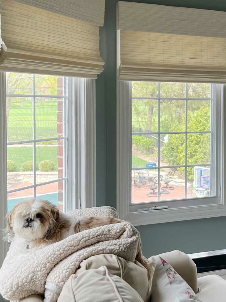 dog lying on couch next to windows with woven wood window treatments