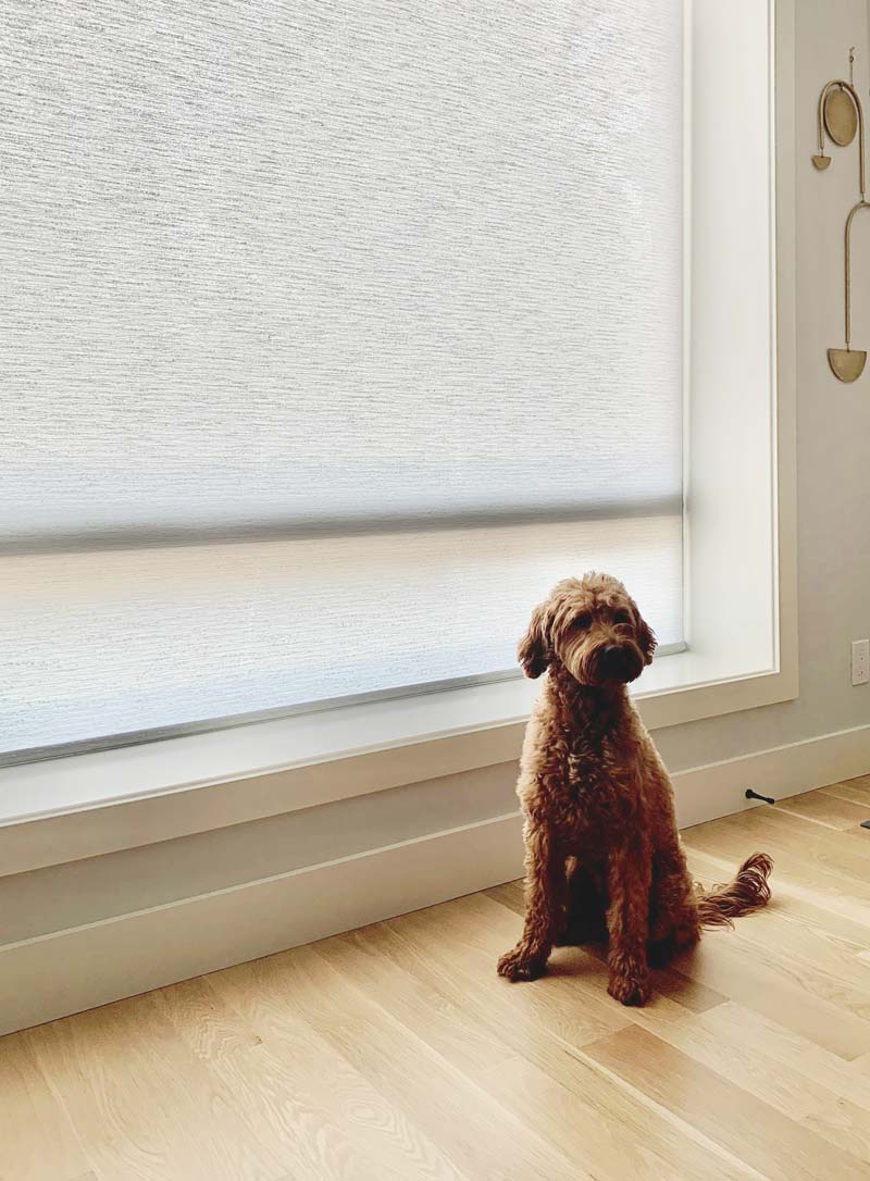 dual roller shades detail with dog westlake village