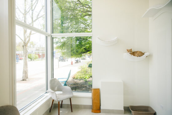 tails together cat rescue room